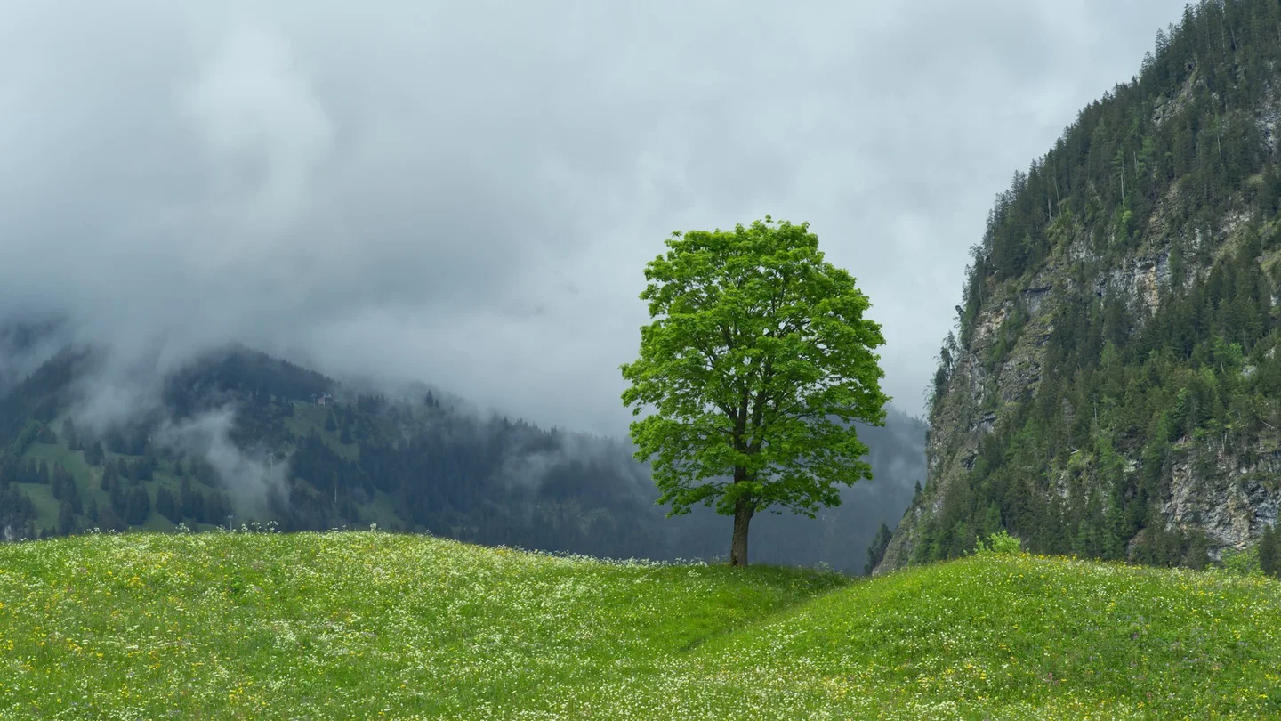 A lone tree on a grassy slope in the Kandersteg mountains
